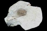 Bargain, Kettneraspis Trilobite - Oklahoma #94648-1